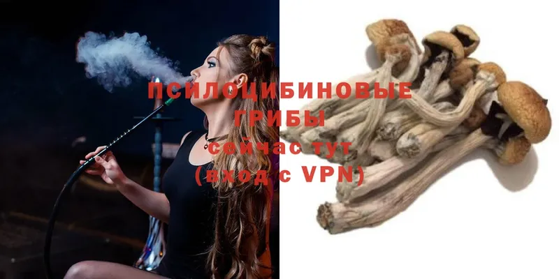 это состав  Белозерск  Галлюциногенные грибы Psilocybine cubensis 